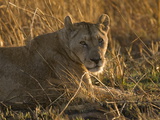 Lioness, Busanga Plains, Kafue National Park, Zambia, Africa Photographic Print by Sergio Pitamitz