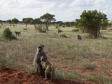 Yellow Baboons (Papio Hamadryas Cynocephalus), Tsavo East National Park, Kenya, East Africa, Africa Photographic Print by Sergio Pitamitz