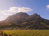 Zorgvliet Wine Estate, Stellenbosch, Cape Province, South Africa, Africa Photographic Print by Sergio Pitamitz