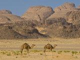Camels in the Sahara Desert, Tassili N'Ajjer, Algeria, North Africa, Africa Photographic Print by Michael Runkel