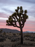 Joshua Tree at Sunset, Joshua Tree National Park, California Photographie par James Hager