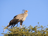 Secretarybird (Sagittarius Serpentarius) at Roost, Kgalagadi Transfrontier Park, South Africa Photographic Print by Ann & Steve Toon