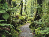 Walkway Through Swamp Forest, Ships Creek, West Coast, South Island, New Zealand, Pacific Lámina fotográfica por Jochen Schlenker