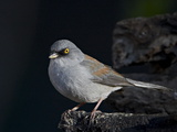 Yellow-Eyed Junco (Junco Phaeonotus), Chiricahuas, Coronado National Forest, Arizona, USA Photographie par James Hager
