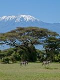 Zebra, Amboseli National Park, With Mount Kilimanjaro in the Background, Kenya, East Africa, Africa Fotografisk tryk af Charles Bowman Zebra, Amboseli National Park, With Mount Kilimanjaro in the Background, Kenya, East Africa, Africa Fotografisk tryk af Charles Bowman