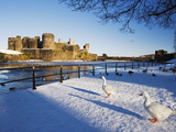 Ducks Walking in the Snow, Caerphilly Castle, Caerphilly, Gwent, Wales, United Kingdom, Europe Photographic Print by Christian Kober