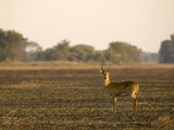 Puku (Kobus Vardonii), Busanga Plains, Kafue National Park, Zambia, Africa Photographic Print by Sergio Pitamitz