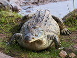 Nile Crocodile (Crocodylus Niloticus), Tsavo East National Park, Kenya, East Africa, Africa Fotografisk tryk af Sergio Pitamitz