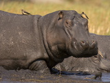 Hippopotamus (Hippopotamus Amphibius), Busanga Plains, Kafue National Park, Zambia, Africa Photographic Print by Sergio Pitamitz