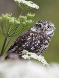 Captive Little Owl (Athene Noctua), United Kingdom, Europe Photographic Print by Ann & Steve Toon