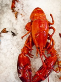Lobster For Sale in Alma, New Brunswick, Canada, North America Lámina fotográfica por Michael DeFreitas Lobster For Sale in Alma, New Brunswick, Canada, North America Lámina fotográfica por Michael DeFreitas