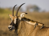 Roan Antelope and Two Oxpeckers, Busanga Plains, Kafue National Park, Zambia, Africa Photographic Print by Sergio Pitamitz