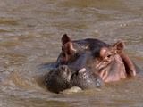 Hippopotamus (Hippopotamus Amphibius), Tsavo East National Park, Kenya, East Africa, Africa Photographic Print by Sergio Pitamitz