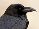 Common Raven (Corvus Corax), Petrified Forest National Park, Arizona Photographic Print by James Hager