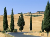 Cypress Trees Along Rural Road Near Pienza, Val D'Orcia, Siena Province, Tuscany, Italy, Europe Photographic Print by Sergio Pitamitz