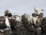 Blue Footed Boobies (Sula Nebouxi), the Tintoreras, Isla Isabela, Galapagos Islands, Ecuador Photographie par Christian Kober