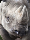 Black Rhino (Diceros Bicornis), Captive, Native to Africa Photographic Print by Ann & Steve Toon