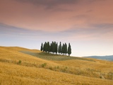 Cypress Trees in Tuscan Field, Val D'Orcia, Siena Province, Tuscany, Italy, Europe Photographic Print by Sergio Pitamitz