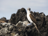 Blue Footed Boobies (Sula Nebouxi), the Tintoreras, Isla Isabela, Galapagos Islands, Ecuador Photographie par Christian Kober