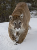 Mountain Lion (Cougar) (Felis Concolor) in Snow in Captivity, Near Bozeman, Montana Photographic Print by James Hager