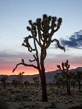 Joshua Tree at Sunset, Joshua Tree National Park, California Photographie par James Hager