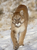 Mountain Lion (Cougar) (Felis Concolor) in the Snow, in Captivity, Near Bozeman, Montana, USA Photographic Print by James Hager
