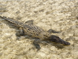 Saltwater Crocodile in Punta Sur Park, Isla De Cozumel (Cozumel Island), Cozumel, Mexico Fotografisk tryk af Michael DeFreitas