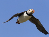 Puffin (Fratercula Arctica), Flying, Farne Islands, Northumberland, England, United Kingdom, Europe Photographic Print by Ann & Steve Toon