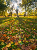 Hyde Park in Autumn, London, England, United Kingdom, Europe Photographic Print by Alan Copson