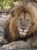Lion (Panthera Leo), Masai Mara, Kenya, East Africa, Africa Photographie par Sergio Pitamitz