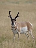 Pronghorn (Antilocapra Americana) Buck, Custer State Park, South Dakota, USA Impressão fotográfica por James Hager Pronghorn (Antilocapra Americana) Buck, Custer State Park, South Dakota, USA Impressão fotográfica por James Hager