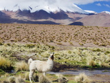Llama in the Altiplano, Bolivia, South America Photographic Print by Christian Kober