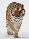 Captive Siberian Tiger (Panthera Tigris Altaica) in the Snow, Near Bozeman, Montana, USA Photographic Print by James Hager
