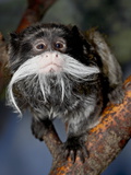 Emperor Tamarin (Saguinus Imperator) in Captivity, Denver Zoo, Denver, Colorado, USA Photographic Print by James Hager