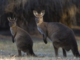 Kangaroo Island Grey Kangaroos (Macropus Fuliginosus), Lathami Conservation Park, Australia Photographic Print by Thorsten Milse