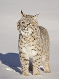 Bobcat (Lynx Rufus) in the Snow in Captivity, Near Bozeman, Montana, USA Photographic Print by James Hager