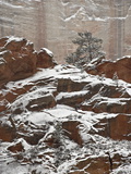 Fresh Snow on a Red Rock Cliff and Evergreens, Zion National Park, Utah, USA Photographic Print by James Hager
