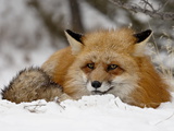 Captive Red Fox (Vulpes Vulpes) in the Snow, Near Bozeman, Montana, USA Photographic Print by James Hager