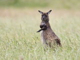 Kangaroo Island Grey Kangaroo (Macropus Fuliginosus), Kelly Hill Conservation, Australia Photographic Print by Thorsten Milse