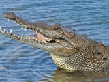 Saltwater Crocodile in Punta Sur Park, Isla De Cozumel (Cozumel Island), Cozumel, Mexico Fotografisk tryk af Michael DeFreitas