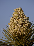 Joshua Tree (Yucca Brevifolia) Blossom, Joshua Tree National Park, California Photographie par James Hager