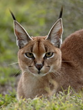 Caracal (Caracal Caracal), Serengeti National Park, Tanzania, East Africa, Africa Photographic Print by James Hager