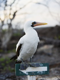 Blue Footed Booby (Sula Nebouxi), Isla Genovesa, Galapagos Islands, Ecuador Photographie par Christian Kober