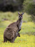 Kangaroo Island Grey Kangaroo (Macropus Fuliginosus), Flinders Chase National Park, Australia Photographic Print by Thorsten Milse