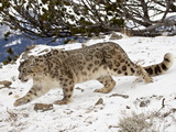 Snow Leopard (Uncia Uncia) in the Snow, in Captivity, Near Bozeman, Montana, USA Photographic Print by James Hager