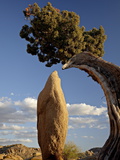 Juniper and Boulder, Joshua Tree National Park, California, United States of America, North America Photographie par James Hager