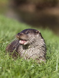 Otter (Lutra Lutra) in Captivity, Uk Photographic Print by Ann & Steve Toon