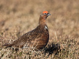 Red Grouse (Lagopus Lagopus), Male, in Heather, County Durham, England, United Kingdom, Europe Photographic Print by Ann & Steve Toon