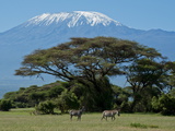 Zebra, Amboseli National Park, With Mount Kilimanjaro in the Background, Kenya, East Africa, Africa Fotografie-Druck von Charles Bowman