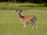 Fallow Deer (Dama Dama) Buck, Sidney Spit, British Columbia, Canada, North America Photographic Print by James Hager